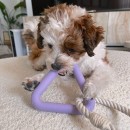 Pet Gnawing Toy Pet Gnawing Toy