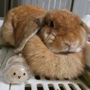 Cute Little Rabbit Transparent Hair Storage Box Cute Little Rabbit Transparent Hair Storage Box