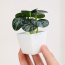 仿真綠植小盆栽