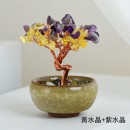 盆景水晶树
