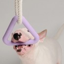 Pet Gnawing Toy Pet Gnawing Toy