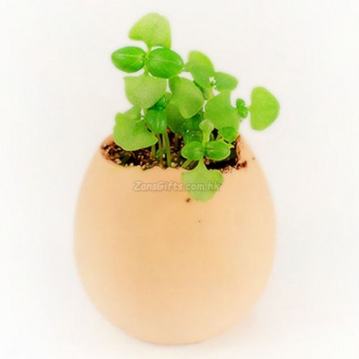 Easter Mini Plants