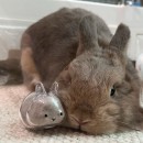 Cute Little Rabbit Transparent Hair Storage Box Cute Little Rabbit Transparent Hair Storage Box