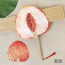 夏季爆款热卖水果扇
